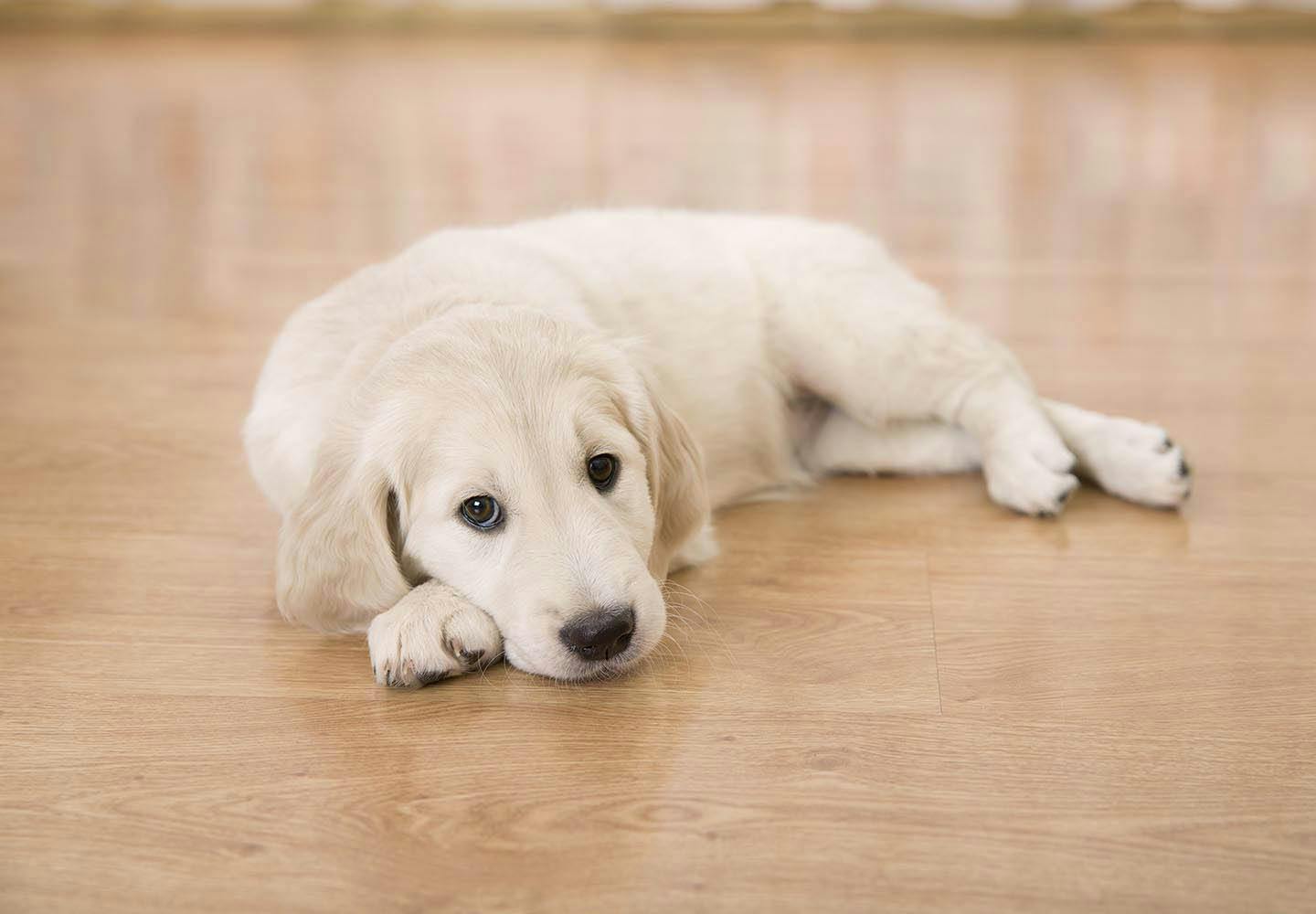 犬が床を舐める理由とは 行動の裏にある心理 やめさせる方法について解説 獣医師監修 Training しつけ わんクォール