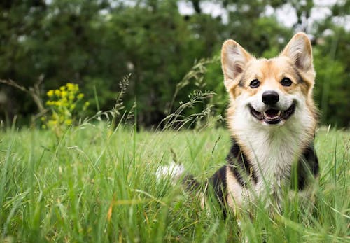 犬の発情期はいつから メスとオスの行動の違いや対処法 注意点について解説 獣医師監修 わんクォール 犬の発情期はいつから メスとオスの行動の違いや対処法 注意点について解説 獣医師監修 わんクォール