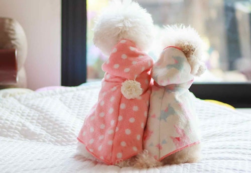 簡単15分 型紙不要 100均のタオルで愛犬用フード付きポンチョを手作りしよう わんクォール 簡単15分 型紙不要 100均のタオルで愛犬用フード付きポンチョを手作りしよう わんクォール