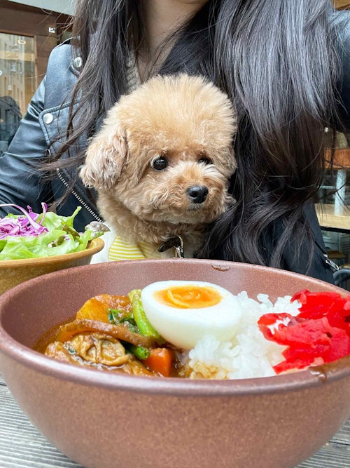 原宿 表参道 代々木 愛犬と一緒に行ける 犬スタグラマーがオススメするごはんも美味しいお店3選 わんクォール 原宿 表参道 代々木 愛犬と一緒に行ける 犬スタグラマーがオススメするごはんも美味しいお店3選 わんクォール