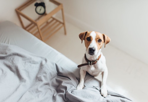 甘えん坊な犬がする仕草とその理由は 依存心が強すぎる場合の対処法も解説 獣医師監修 わんクォール