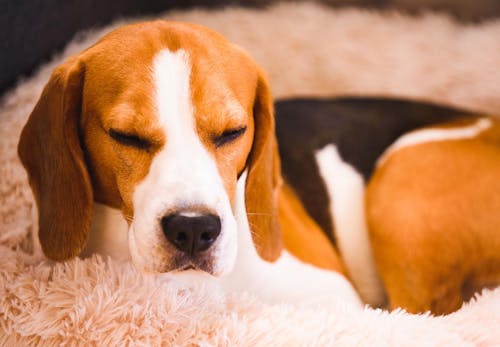 犬の発情期はいつから メスとオスの行動の違いや対処法 注意点について解説 獣医師監修 わんクォール 犬の発情期はいつから メスとオスの行動の違いや対処法 注意点について解説 獣医師監修 わんクォール