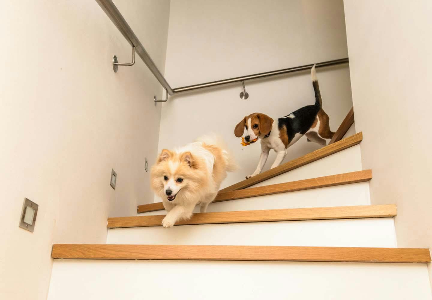 階段を駆け下りる犬