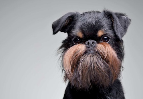 犬のひげは切っても問題ない カットする際の注意点やどんな役割があるのかについて解説 獣医師監修 わんクォール 犬のひげは切っても問題ない カットする際の注意点やどんな役割があるのかについて解説 獣医師監修 わんクォール