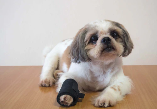 犬が骨折したらどうすれば 応急処置や病院に行くタイミング 治療法などについて解説 獣医師監修 わんクォール 犬が骨折したらどうすれば 応急処置や病院に行くタイミング 治療法などについて解説 獣医師監修 わんクォール