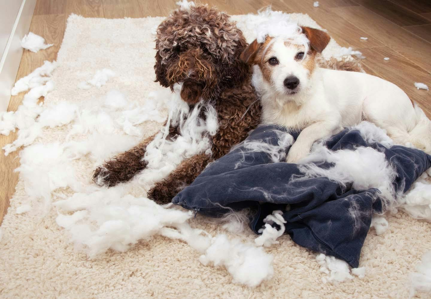 犬の多頭飼いって大変 注意点と必要な準備 相性や先住犬へのケアなどについて解説 獣医師監修 わんクォール