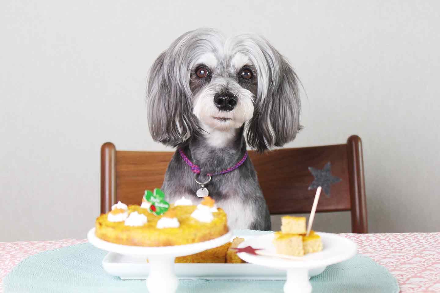 超簡単3step 愛犬の誕生日や記念日に 材料4つだけのヘルシーで失敗しないにんじんケーキの作り方 Food ごはん わんクォール