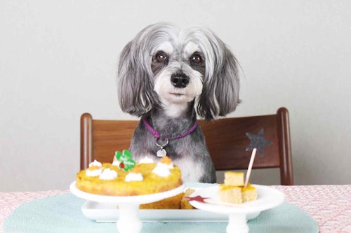 愛犬手作り健康ごはん　にんじんケーキ　誕生日　記念日