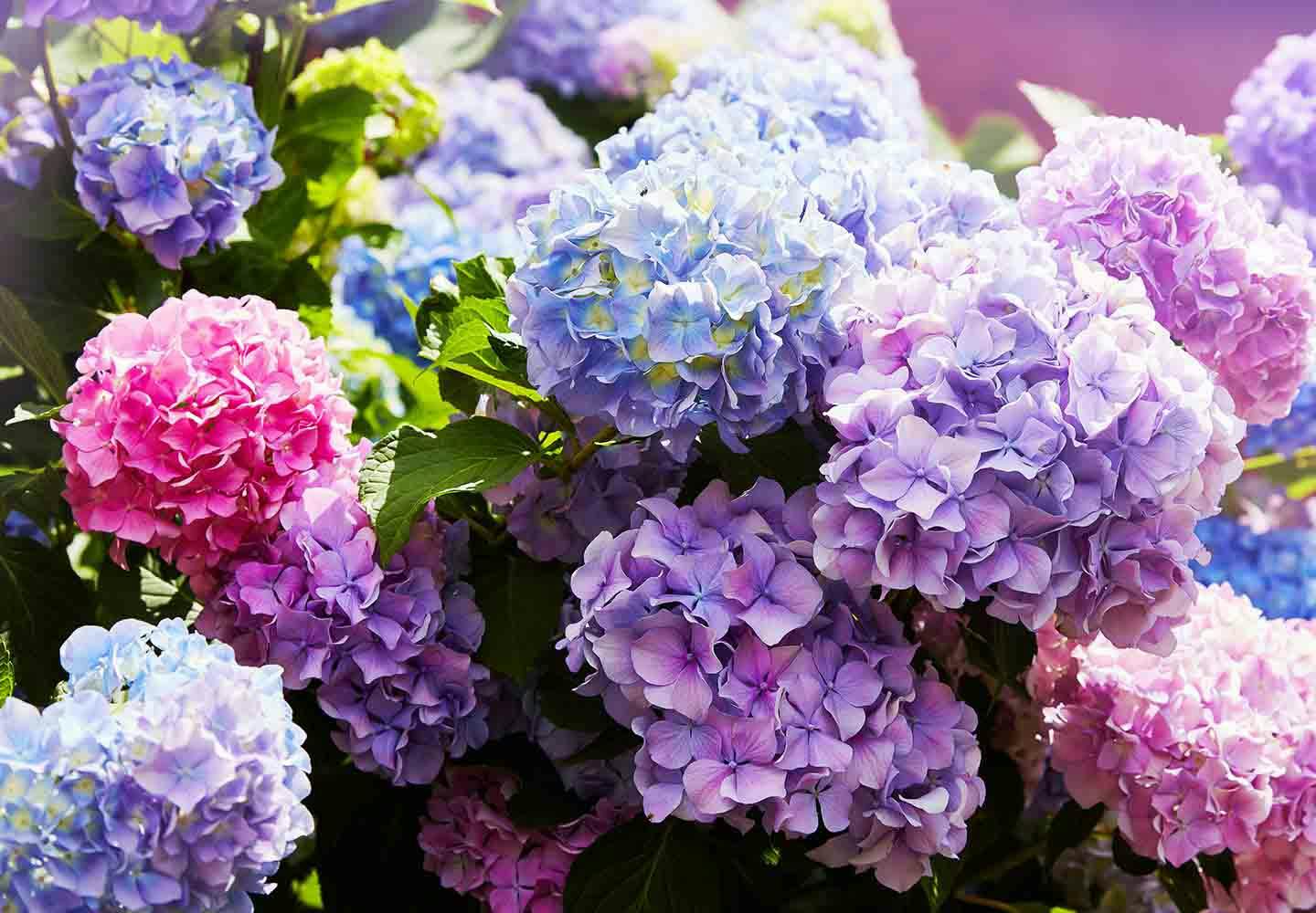 【獣医師監修】犬が食べると危険な花とは?誤食した時の対処法や散歩中の注意点を解説