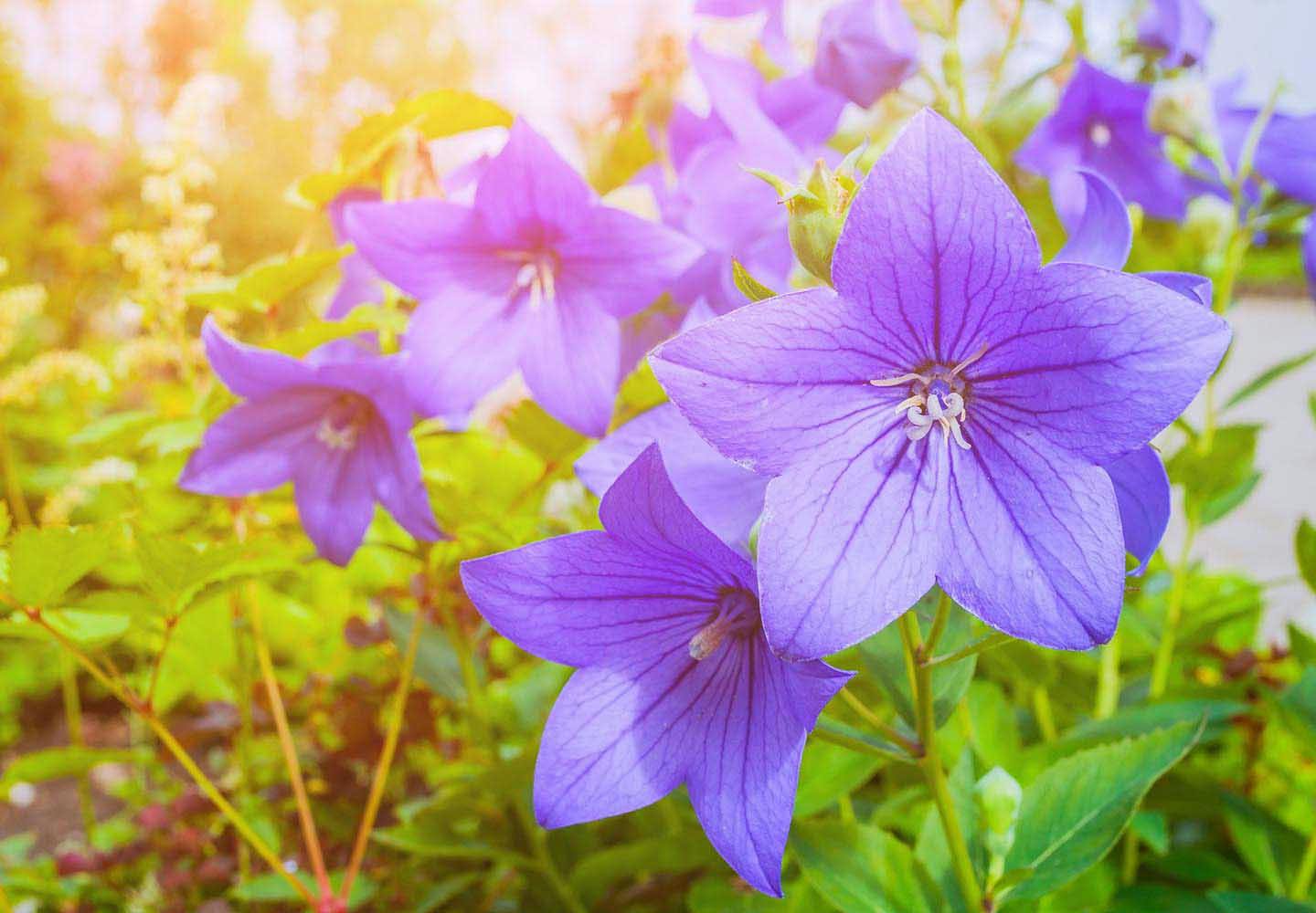 【獣医師監修】犬が食べると危険な花とは?誤食した時の対処法や散歩中の注意点を解説
