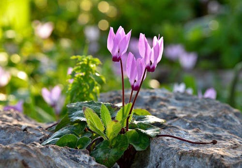 犬が食べると危険な花とは 誤食した時の対処法や散歩中の注意点を解説 獣医師監修 わんクォール