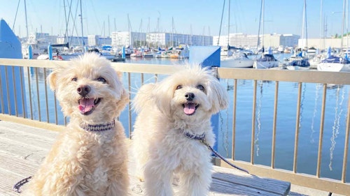 簡単5ステップ 続 初心者でも簡単 パラコード編みのリードも手作りして首輪とお揃いでお散歩に出よう わんクォール 簡単5ステップ 続 初心者でも簡単 パラコード編みのリードも手作りして首輪とお揃いでお散歩に出よう わんクォール