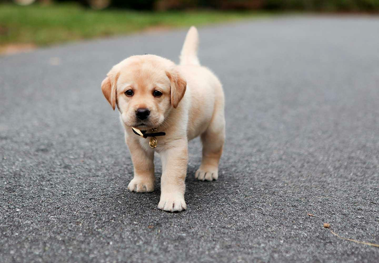 犬がうんちを食べるのはなぜ 食糞行動の理由や やめさせるための対策 叱るときの注意点を解説 獣医師監修 Communication コミュニケーション わんクォール