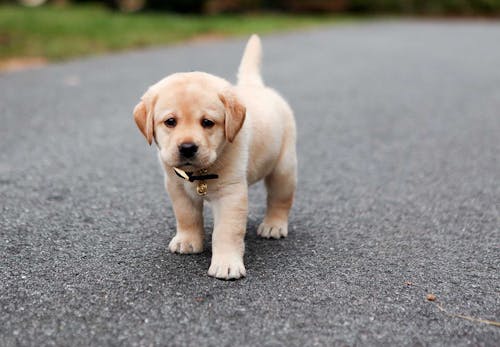 犬がうんちを食べるのはなぜ 食糞行動の理由や やめさせるための対策 叱るときの注意点を解説 獣医師監修 わんクォール