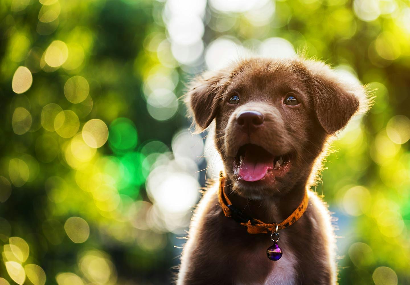 犬が食べると危険な花とは 誤食した時の対処法や散歩中の注意点を解説 獣医師監修 Health 健康 わんクォール