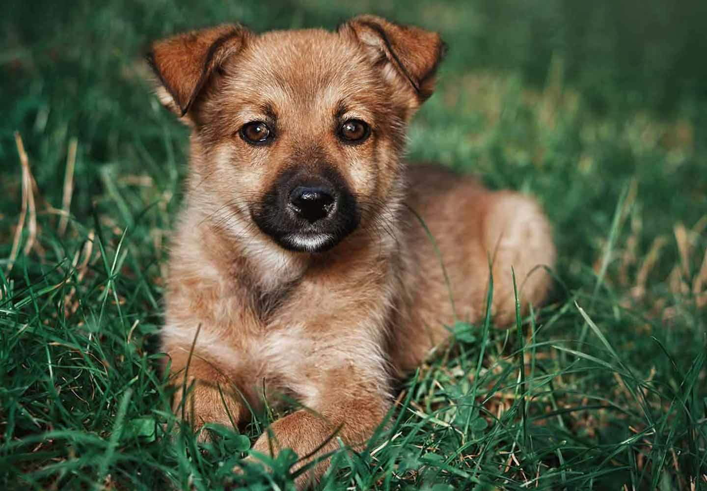 【獣医師監修】ミックス犬の特徴とは？雑種犬との違いや種類、飼い方のコツなどを解説