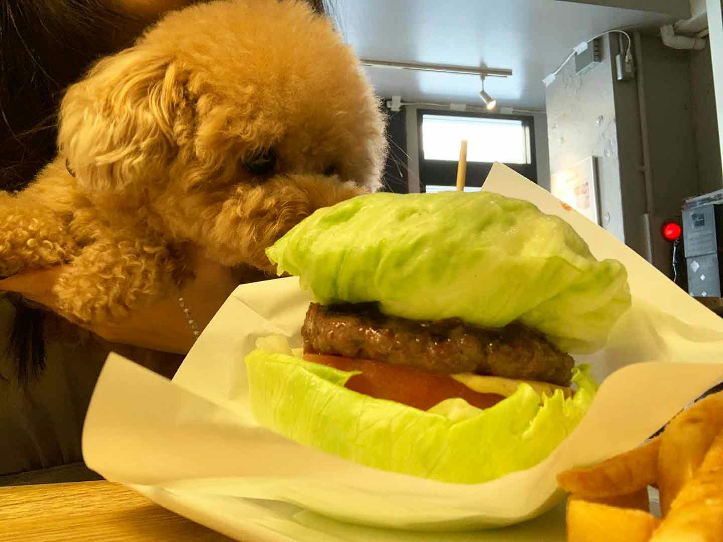 犬スタグラマーがオススメ　ごはんも美味しいお店　イーエーティーグリル　ハンバーガー