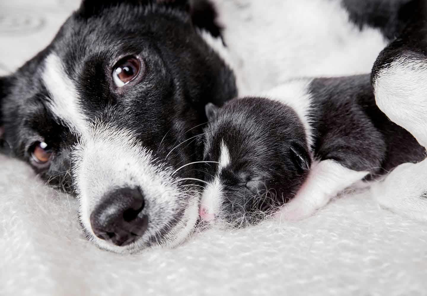 【獣医師監修】犬の妊娠から出産までに知っておきたいこととは？妊娠期間や症状、注意点について解説