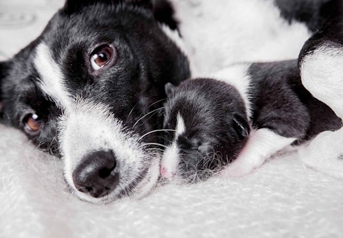 【獣医師監修】犬の妊娠から出産までに知っておきたいこととは？妊娠期間や症状、注意点について解説