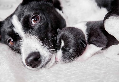 犬の妊娠から出産までに知っておきたいこととは 妊娠期間や症状 注意点について解説 獣医師監修 わんクォール