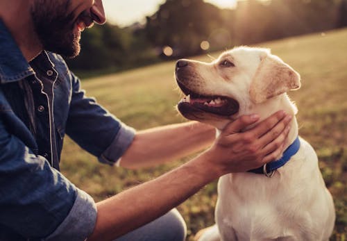 犬の十戒 は子犬を迎える前に必ず読んで 飼い主として知っておきたいその内容とは ペットロスを研究する大学教授監修 わんクォール 犬の十戒 は子犬を迎える前に必ず読んで 飼い主として知っておきたいその内容とは ペットロスを研究する大学教授監修 わんクォール