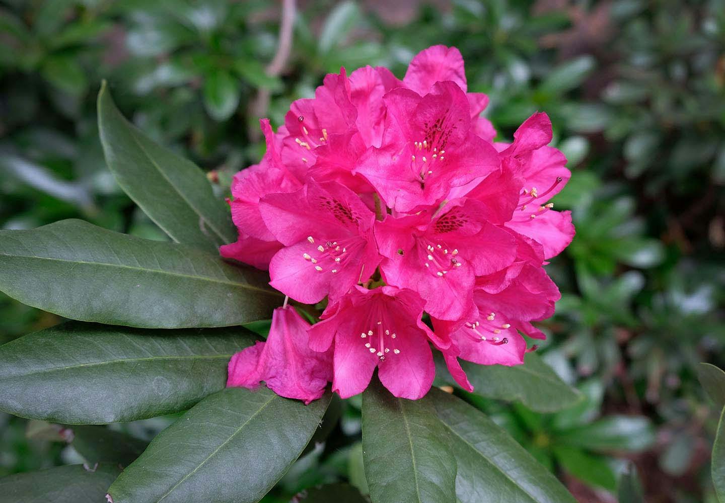 【獣医師監修】犬が食べると危険な花とは?誤食した時の対処法や散歩中の注意点を解説