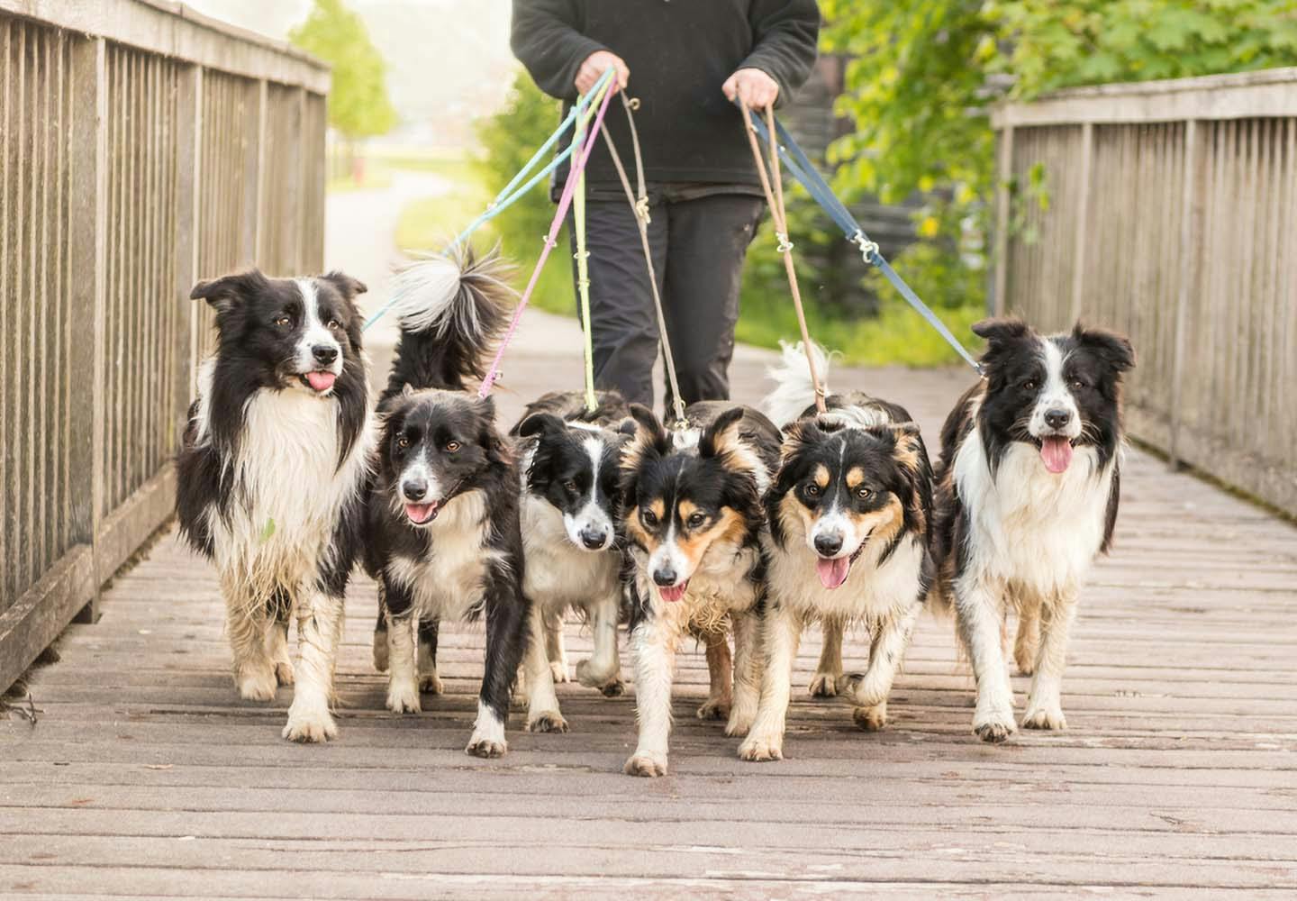 犬の多頭飼いって大変？注意点と必要な準備、相性や先住犬へのケアなどについて解説【獣医師監修】|ワンクォール