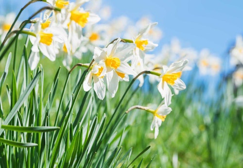 犬が食べると危険な花とは 誤食した時の対処法や散歩中の注意点を解説 獣医師監修 わんクォール 犬が食べると危険な花とは 誤食した時の対処法や散歩中の注意点を解説 獣医師監修 わんクォール