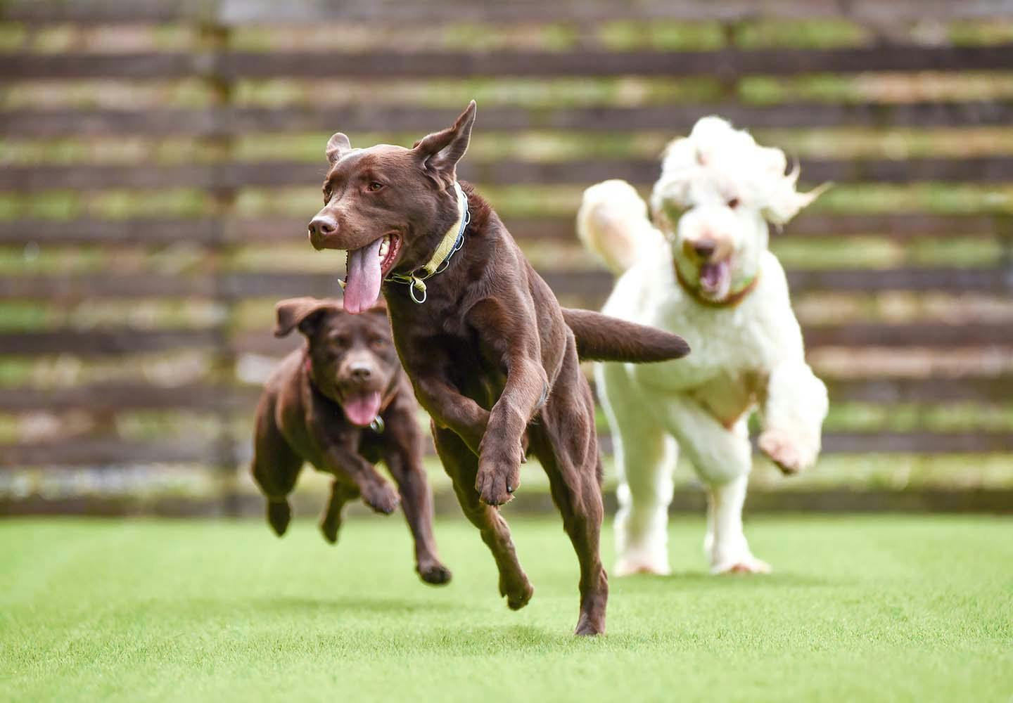 狂犬病のワクチン接種が必要な理由とは 基礎知識と予防接種を受けるタイミングについて解説 獣医師監修 Illness 病気 わんクォール