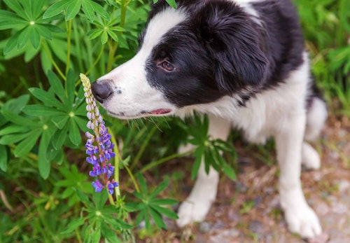 犬が散歩中に匂いを嗅ぐのはなぜ 謎の行動の理由を獣医師に聞いてみた わんクォール 犬が散歩中に匂いを嗅ぐのはなぜ 謎の行動の理由を獣医師に聞いてみた わんクォール