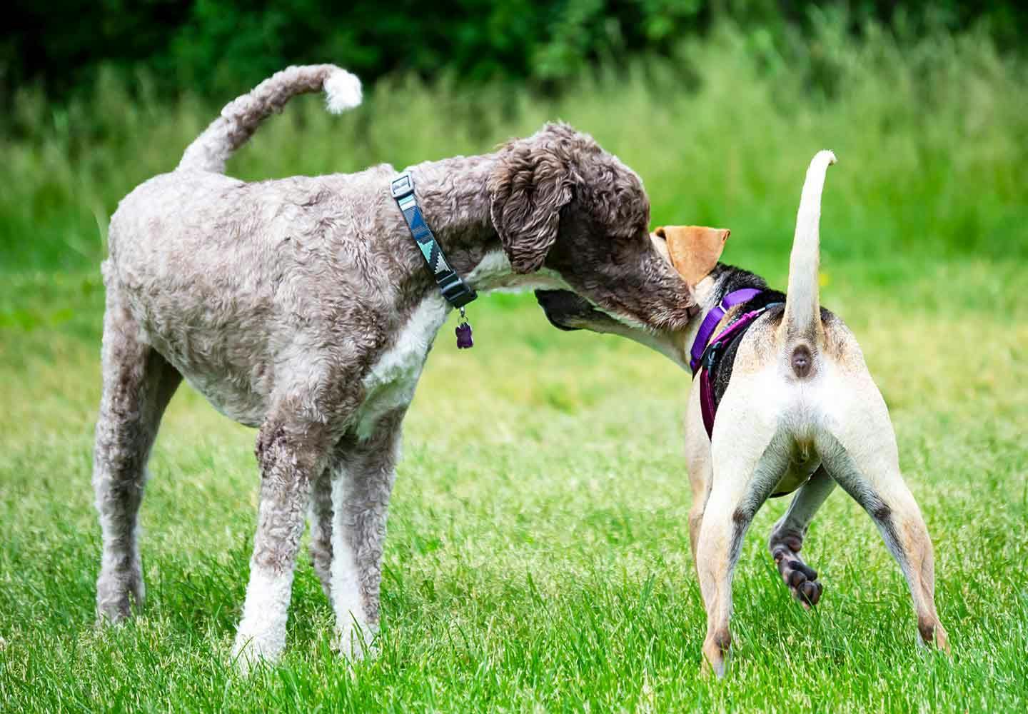 犬が散歩中に匂いを嗅ぐのはなぜ 謎の行動の理由を獣医師に聞いてみた Communication コミュニケーション わんクォール