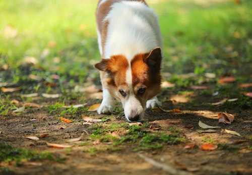 犬が散歩中に匂いを嗅ぐのはなぜ 謎の行動の理由を獣医師に聞いてみた わんクォール 犬が散歩中に匂いを嗅ぐのはなぜ 謎の行動の理由を獣医師に聞いてみた わんクォール