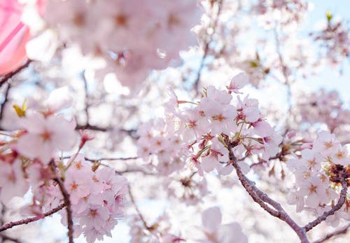 犬が食べると危険な花とは 誤食した時の対処法や散歩中の注意点を解説 獣医師監修 わんクォール