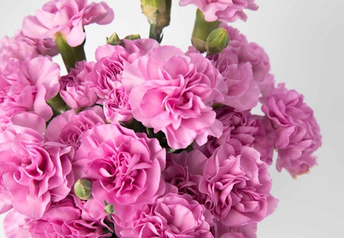 犬が食べると危険な花とは 誤食した時の対処法や散歩中の注意点を解説 獣医師監修 わんクォール 犬が食べると危険な花とは 誤食した時の対処法や散歩中の注意点を解説 獣医師監修 わんクォール