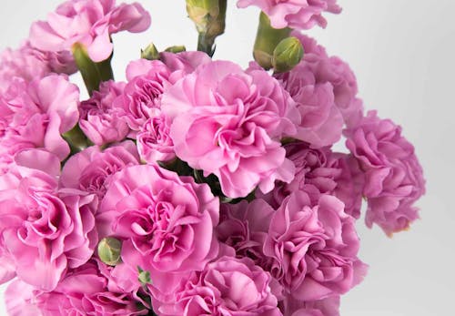 犬が食べると危険な花とは 誤食した時の対処法や散歩中の注意点を解説 獣医師監修 わんクォール