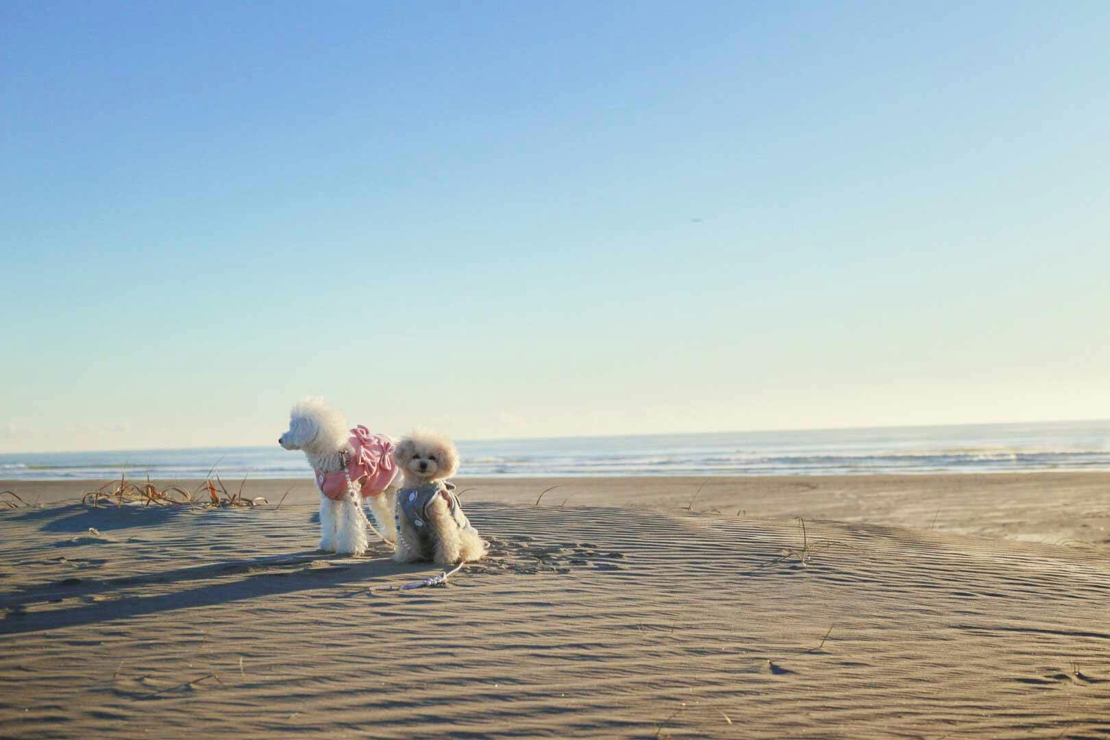 【九十九里】愛犬と浜焼きランチやドッグランも！都内から近い海辺で思いっきり愛犬と遊ぼう♪