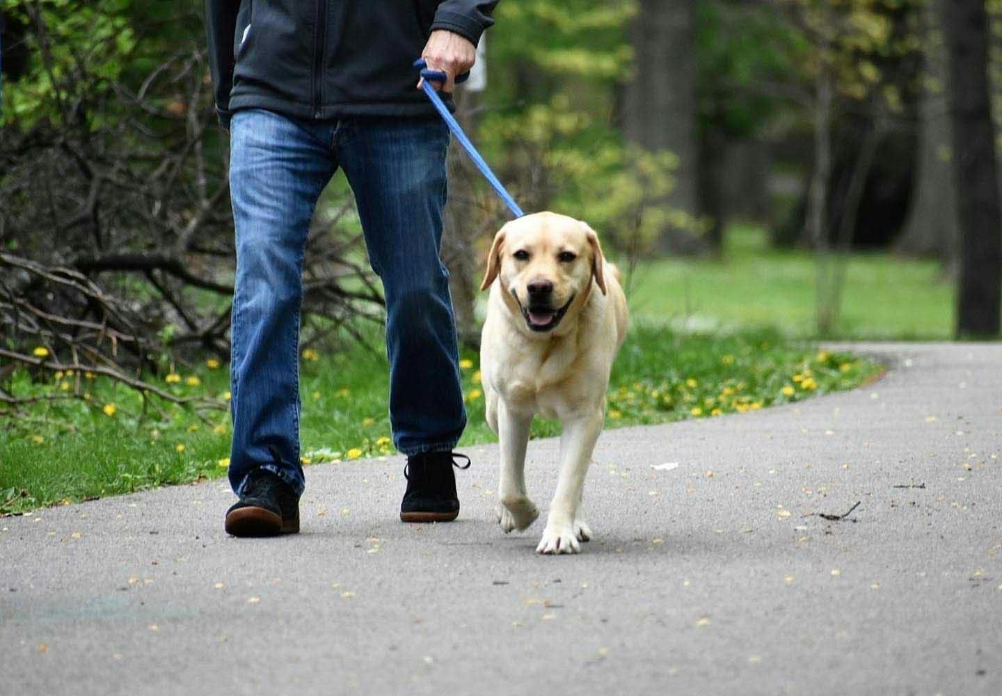 犬がティッシュを食べると危険 知っておきたい対処法や予防策を解説 獣医師監修 Communication コミュニケーション わんクォール