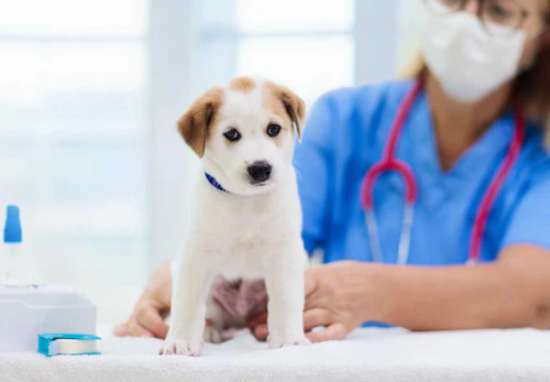 犬のアレルギー検査は必要 手順や料金などについて解説 獣医師監修 わんクォール 犬のアレルギー検査は必要 手順や料金などについて解説 獣医師監修 わんクォール