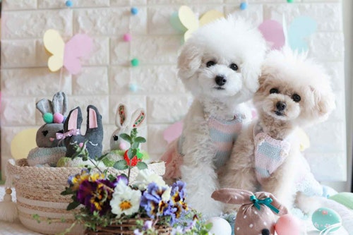 簡単15分 使わなくなった靴下を可愛いうさぎに変身 イースターにもピッタリのおもちゃを手作り わんクォール 簡単15分 使わなくなった靴下を可愛いうさぎに変身 イースターにもピッタリのおもちゃを手作り わんクォール