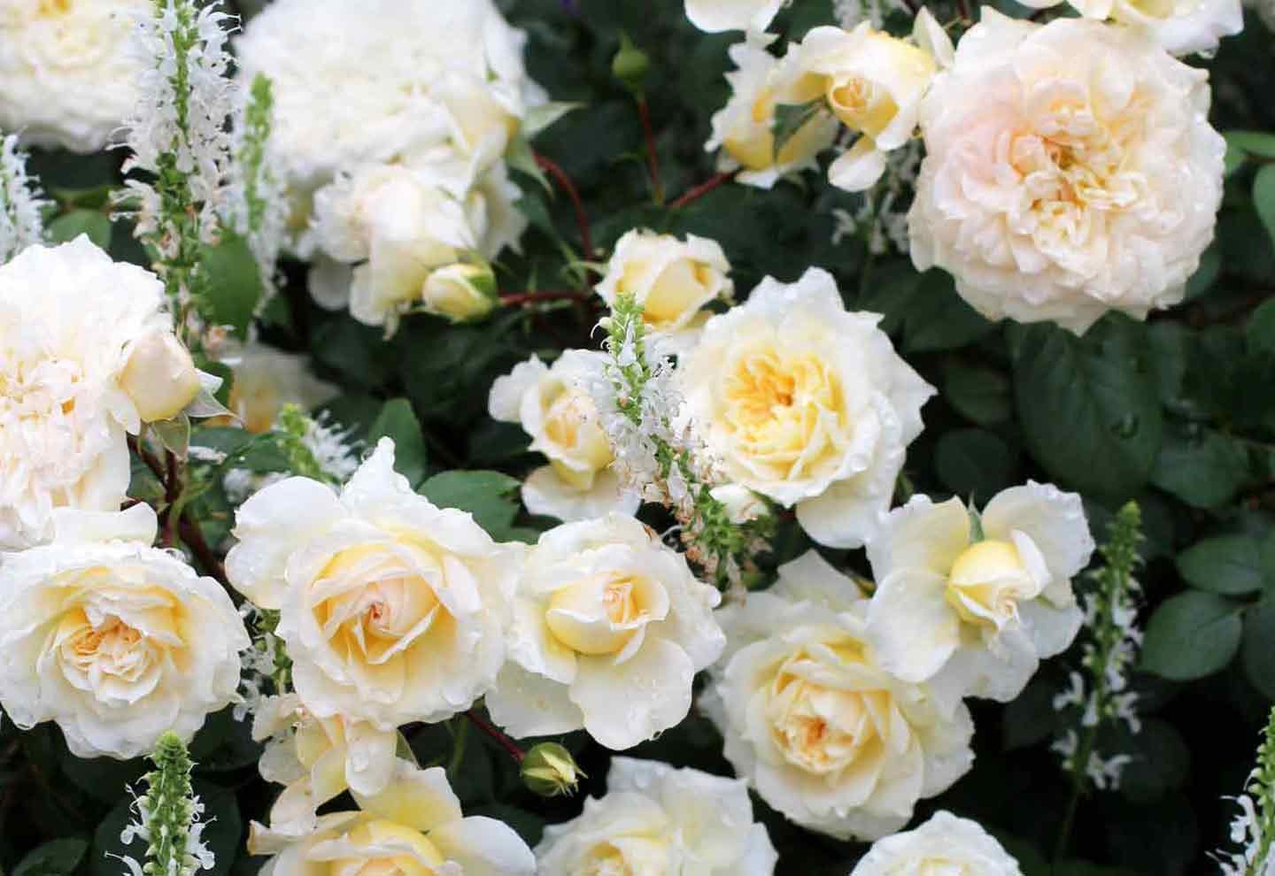 薔薇とクリスマスローズ