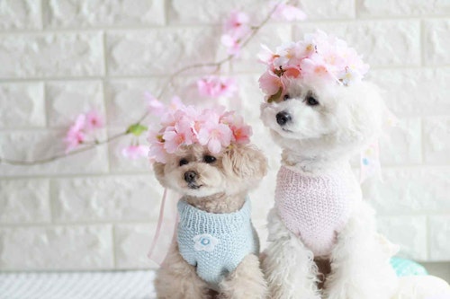 100均　桜　愛犬用の花飾り　トイプードル