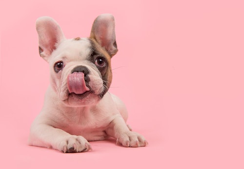 【獣医師監修】子犬が甘噛みする理由とは？対処法とやめさせるためのしつけについて解説
