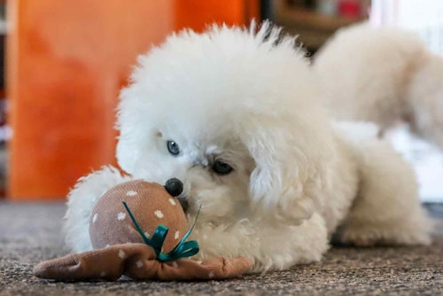 靴下うさぎ　愛犬おもちゃ手作り　遊ぶ犬