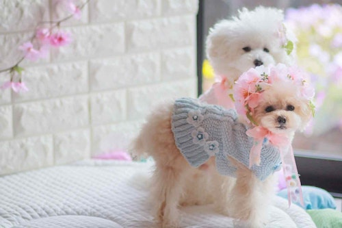 100均　桜　愛犬用の花飾り　カチューシャ
