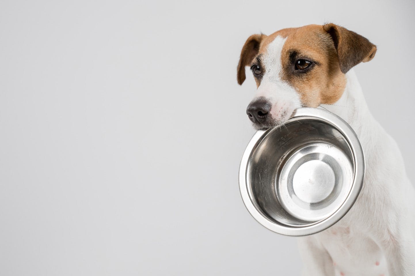アレルギーや持病など犬にレタスを与える際の注意点