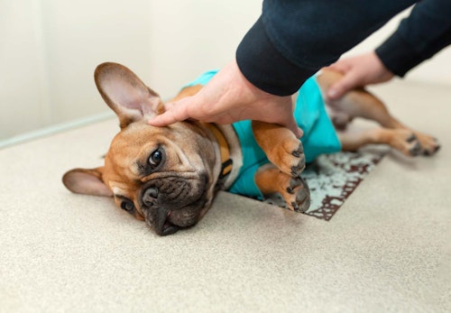 犬が骨折したらどうすれば 応急処置や病院に行くタイミング 治療法などについて解説 獣医師監修 わんクォール