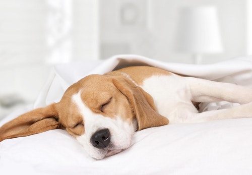 犬の妊娠から出産までに知っておきたいこととは 妊娠期間や症状 注意点について解説 獣医師監修 わんクォール 犬の妊娠から出産までに知っておきたいこととは 妊娠期間や症状 注意点について解説 獣医師監修 わんクォール