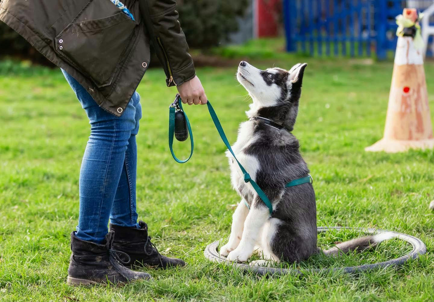 犬の十戒 は子犬を迎える前に必ず読んで 飼い主として知っておきたいその内容とは ペットロスを研究する大学教授監修 Communication コミュニケーション わんクォール