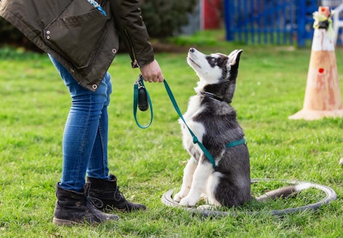 犬の十戒 は子犬を迎える前に必ず読んで 飼い主として知っておきたいその内容とは ペットロスを研究する大学教授監修 わんクォール 犬の十戒 は子犬を迎える前に必ず読んで 飼い主として知っておきたいその内容とは ペットロスを研究する大学教授監修 わんクォール