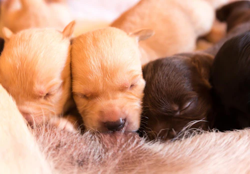 犬の妊娠から出産までに知っておきたいこととは 妊娠期間や症状 注意点について解説 獣医師監修 わんクォール 犬の妊娠から出産までに知っておきたいこととは 妊娠期間や症状 注意点について解説 獣医師監修 わんクォール